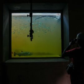 Projeto inédito no Brasil usa IA para monitorar peixes do rio Xingu